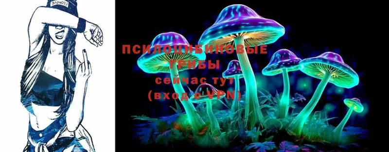 Псилоцибиновые грибы Psilocybine cubensis  Горно-Алтайск 